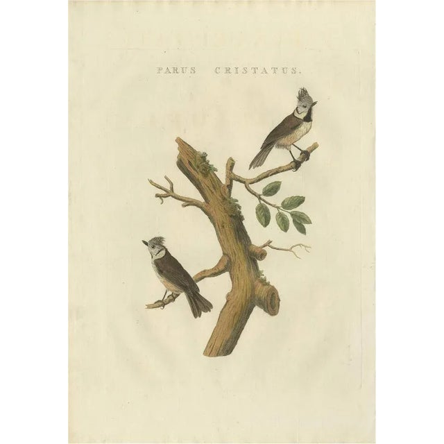 Sepp & Nozeman, European Crested Tit, 1829, Paper For Sale - Image 6 of 6
