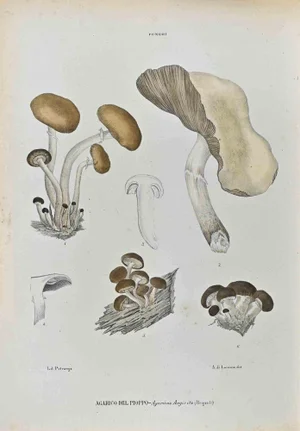 Vincenzo Tenore, The Mushrooms, Lithograph, 1870s