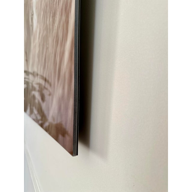 Plastic Wild Horse the Outer Banks, North Carolina Limit Edition of 5 Photographs Adhered to Plexiglass “Evening Grazer” by Award Winning Artist Lisa Cueman For Sale - Image 7 of 12
