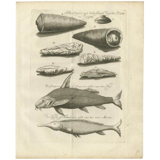 Embalmed Birds and Nile Fish Egyptian Natural Curiosities, 1776, Paper For Sale - Image 10 of 10