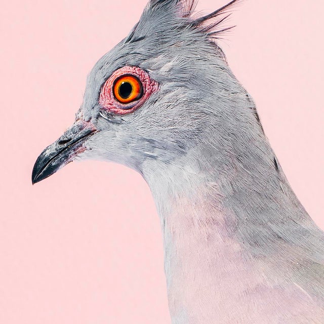 Contemporary Contemporary Limited Edition Crested Pigeon Print (40x50") by Brendan Burden For Sale - Image 3 of 4