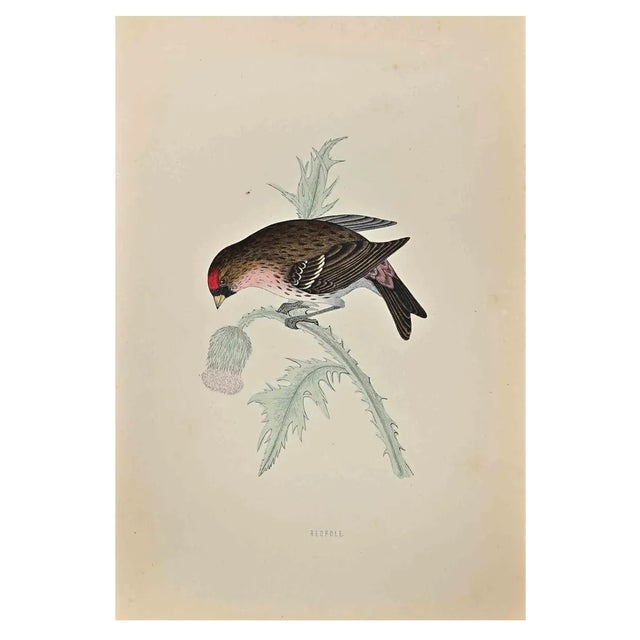 Alexander Francis Lydon, Redpole, Woodcut Print, 1870 For Sale