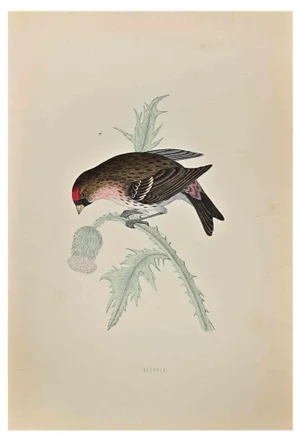 Alexander Francis Lydon, Redpole, Woodcut Print, 1870