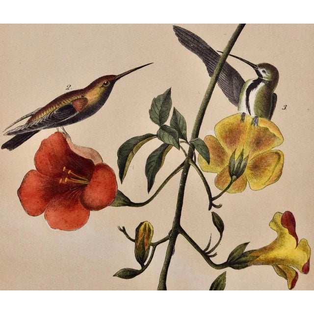 Audubon Mango Hummingbirds: An Original 19th C. Audubon Hand-Colored Bird Lithograph, 1870 For Sale - Image 4 of 6