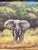 African Canvas Featuring a Detailed Wildlife Portrait of an Elephant in Africa - Signed For Sale - Image 3 of 12