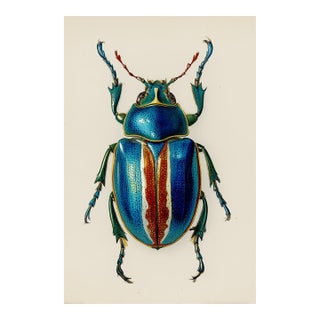Vintage Blue Beetle — Natural History Fine Art Print For Sale