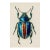 Vintage Blue Beetle — Natural History Fine Art Print For Sale