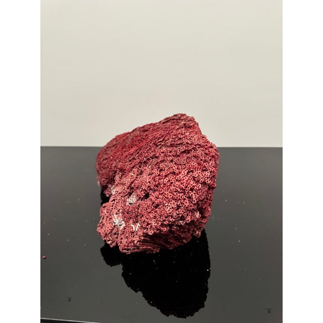 Mid 20th Century Large Specimen of Red Pipe Organ Coral For Sale - Image 5 of 9