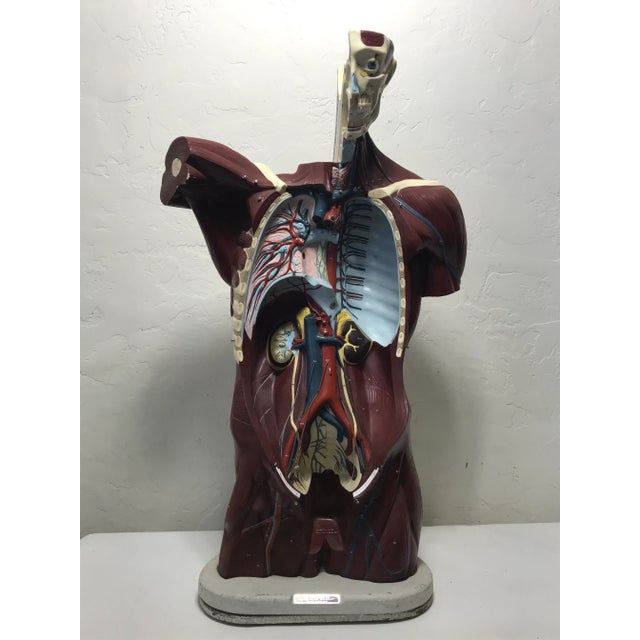 Metal Nystrom Mid-Century Anatomical "Life Like" Medical Model of the Male Torso For Sale - Image 7 of 11