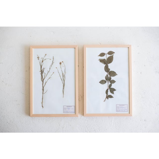 1990s Vintage French Pressed Botanicals, Set of 12 For Sale - Image 10 of 12