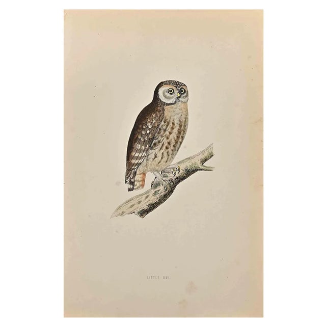 Alexander Francis Lydon, Little Owl, Woodcut Print, 1870 For Sale