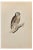 Alexander Francis Lydon, Little Owl, Woodcut Print, 1870 For Sale