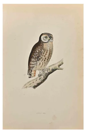 Alexander Francis Lydon, Little Owl, Woodcut Print, 1870