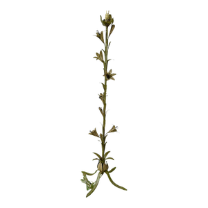 Vintage Italian Floral Tole Floor Lamp