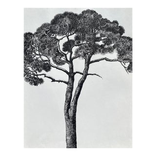 1990s Ron Yrabedra Tree Bontical Drawing For Sale