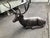 Large Life-Size Reclining Stag Garden Sculpture in Bronzed Cast Aluminium For Sale - Image 6 of 9