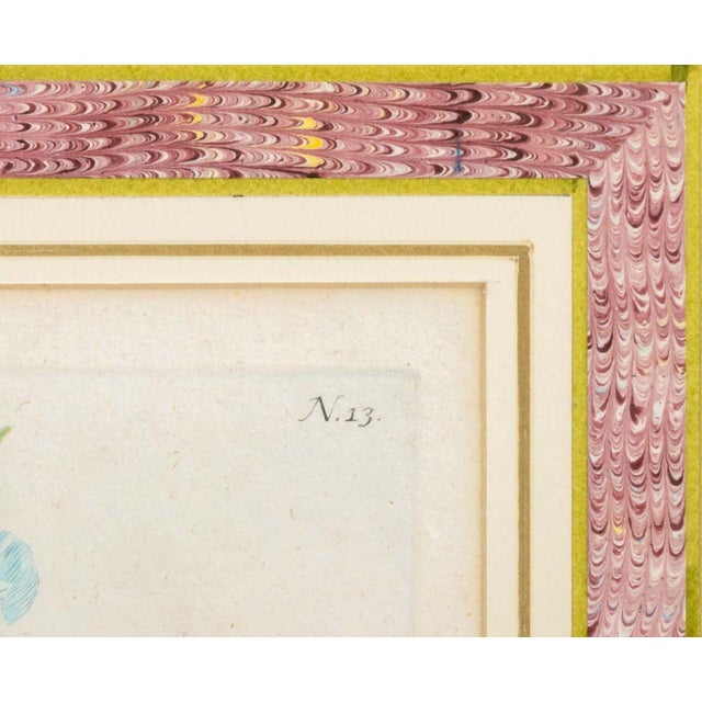 Johann Wilhelm Weinmann Botanical Engravings, Pair For Sale - Image 13 of 14