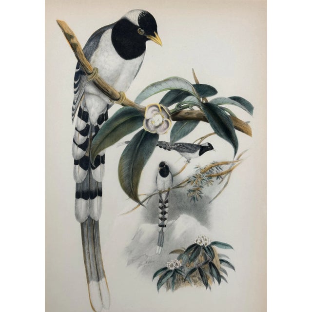 Mid 19th Century John Gould (1804-1881), Urocissa Cucullata, Hand Colored Lithograph, C. 1865 For Sale - Image 5 of 11
