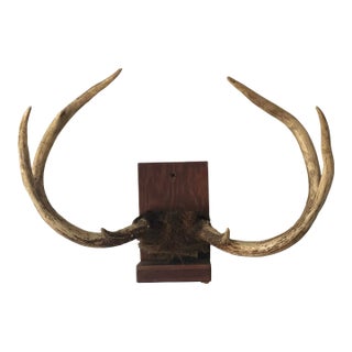 Mid 20th Century Antlers on Wood Bracket 6 Point For Sale