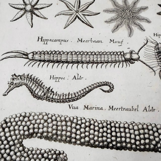 Sculpture Materials c.1698 Antique Marine Natural History Engraving | Starfish & Seahorses | Archivally Matted 11x14 For Sale - Image 7 of 9
