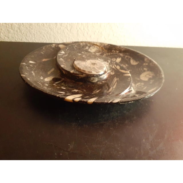 This is a RARE EXQUISITE Polished Black Orthoceras and Ammonite Fossil 7" Divided Bowl. Procured at auction BOX 36