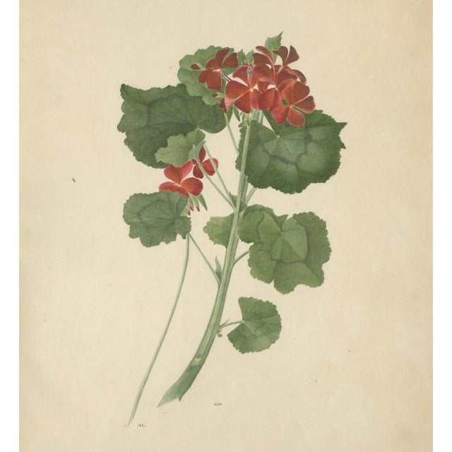 Hollywood Regency A.L., Two Stems with Red Flowers, 1819, Watercolor For Sale - Image 3 of 11