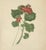 Hollywood Regency A.L., Two Stems with Red Flowers, 1819, Watercolor For Sale - Image 3 of 11