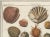 Set of Four 18th-Century Hand-Colored Shell Engravings For Sale - Image 9 of 9