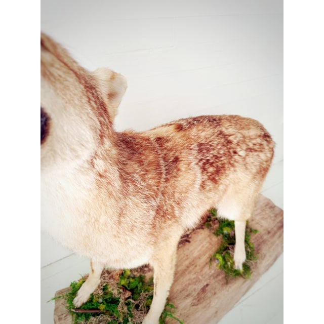 Vintage Full-Body Howling Coyote Taxidermy on Handcrafted Woodland Display Base For Sale - Image 4 of 12