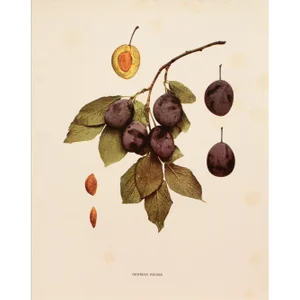 1900s U. P. Hedrick, Original Antique Photogravure of German Prune