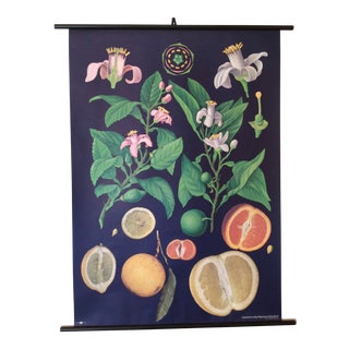 Botanical German Educational Chart For Sale