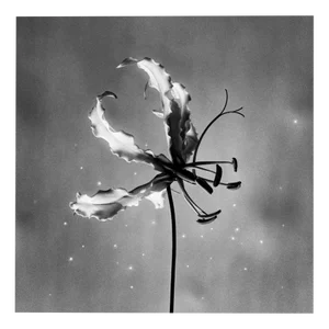 Ugne Pouwell, Gloriosa, 2024, Photography