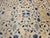 19th Century Oversized Chinese Peking Rug in All-Over Leaf & Vine Pattern For Sale - Image 12 of 18