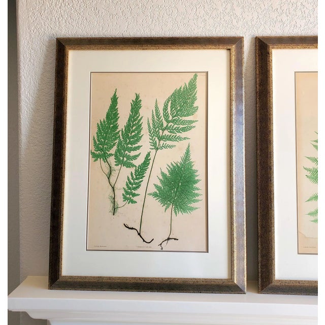 Mid 19th Century Set of Two 19th Century English Victorian Nature Printed Ferns in Custom Gilt Carved Wood Frames For Sale - Image 5 of 12