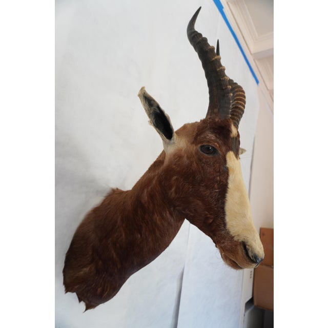 2000 - 2009 Blesbok Antelope Mount Bust Head For Sale - Image 5 of 17