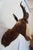 2000 - 2009 Blesbok Antelope Mount Bust Head For Sale - Image 5 of 17