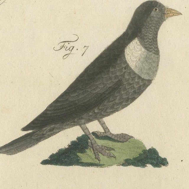 Beige Bertuch, Thrushes, Blackbird and Ring Ouzel, 1805, Print For Sale - Image 8 of 12