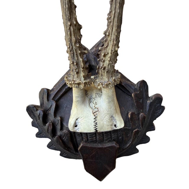 Roe Deer Trophy 173 Black Forest Antlers Mount For Sale - Image 4 of 5