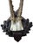 Roe Deer Trophy 173 Black Forest Antlers Mount For Sale - Image 4 of 5