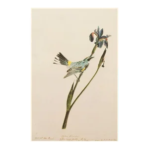 1966 Yellow Warbler After John J. Audubon, American Classical Print