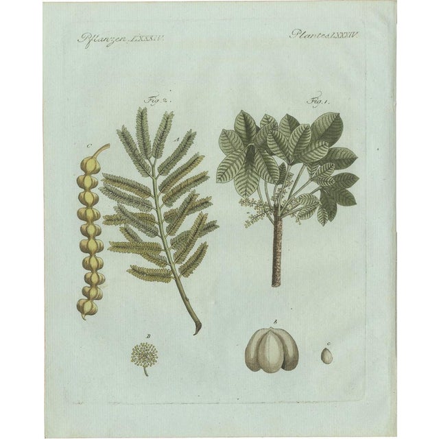 Bertuch, Manna Ash and Sarsaparilla, 1805, Engraving For Sale - Image 11 of 11