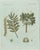Bertuch, Manna Ash and Sarsaparilla, 1805, Engraving For Sale - Image 11 of 11