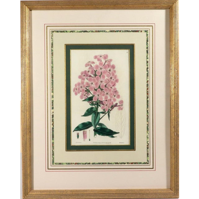 Botanical Hand-Colored Copperplate Engraving of Heart-Leaved Lychnidea and Streptanthera Cuprea by Edward Dalton Smith For Sale - Image 4 of 15