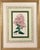 Botanical Hand-Colored Copperplate Engraving of Heart-Leaved Lychnidea and Streptanthera Cuprea by Edward Dalton Smith For Sale - Image 4 of 15