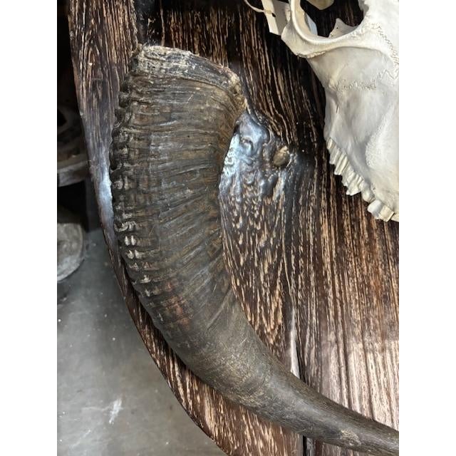 Black Late 20th Century Water Buffalo Skull, Thailand For Sale - Image 8 of 11