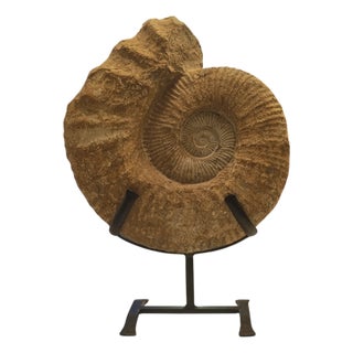 Prehistoric Ammonite Fossil on Iron Stand For Sale