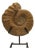 Prehistoric Ammonite Fossil on Iron Stand For Sale