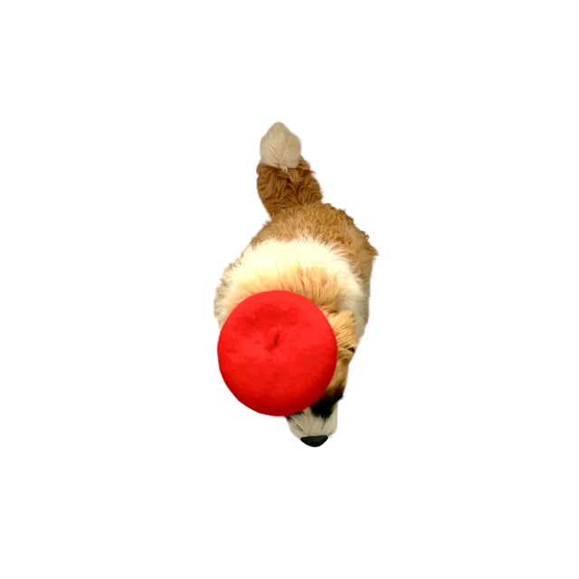 Late 20th Century Custom-Made French St. Bernard Stuffed Fur Dog Sculpture, 17"h For Sale - Image 9 of 10