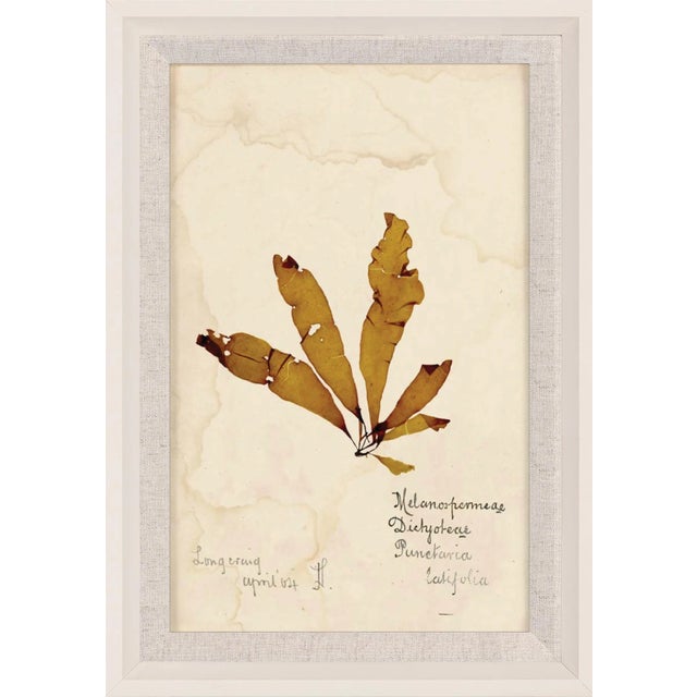 Capistrano Seaweed, Small, Framed Artwork - Set Of 12 For Sale - Image 9 of 13
