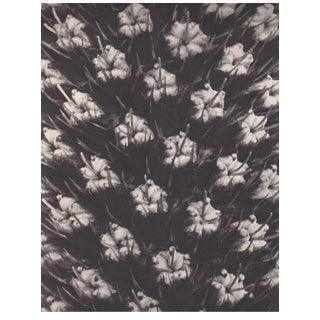 Karl Blossfeldt Original Botanical Study, Circa 1928 For Sale